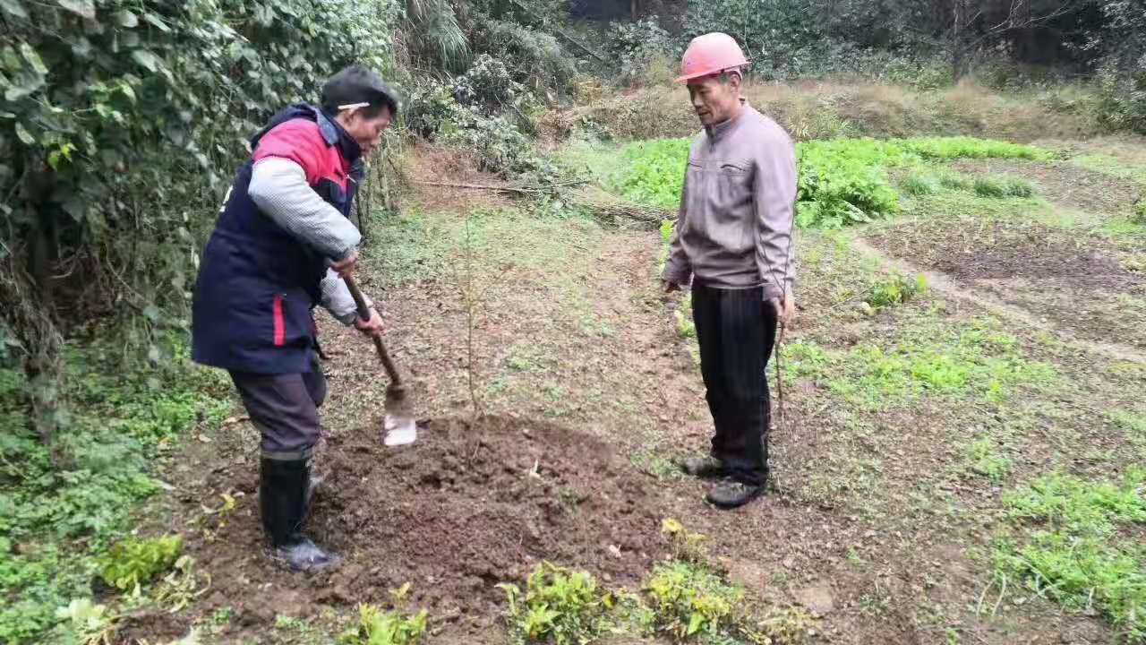 長沙市順世農林科技有限公司,湖(hú)南(nán)柑橘品種銷售,中國(guó)果樹(shù)網,常綠(lǜ)果樹(shù)類哪裡(lǐ)好(hǎo)