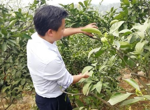 長沙市順世農林科技有限公司,湖(hú)南(nán)柑橘品種銷售,中國(guó)果樹(shù)網,常綠(lǜ)果樹(shù)類哪裡(lǐ)好(hǎo)
