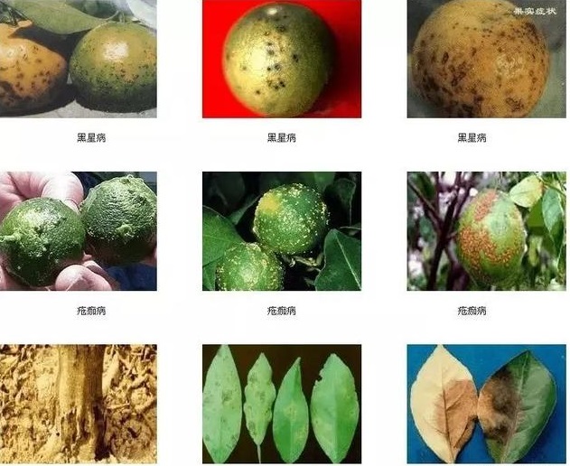 長沙市順世農林科技有限公司,湖(hú)南(nán)柑橘品種銷售,中國(guó)果樹(shù)網,常綠(lǜ)果樹(shù)類哪裡(lǐ)好(hǎo)