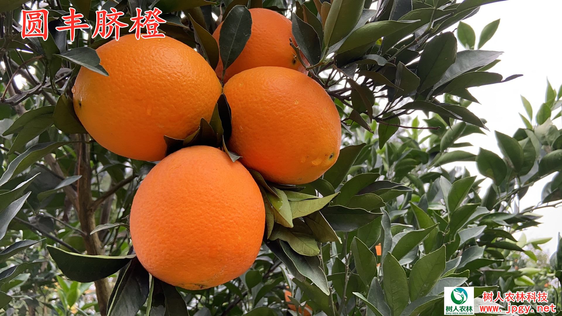 長沙市順世農林科技有限公司,湖(hú)南(nán)柑橘品種銷售,中國(guó)果樹(shù)網,常綠(lǜ)果樹(shù)類哪裡(lǐ)好(hǎo)