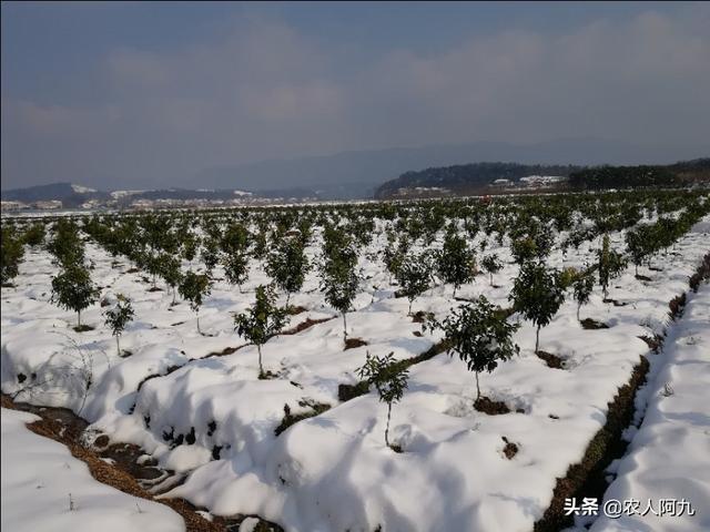 柑橘冬季清園這(zhè)些(xiē)事(shì)情不(bù)能(néng)落，否則又(yòu)是(shì)白(bái)忙活