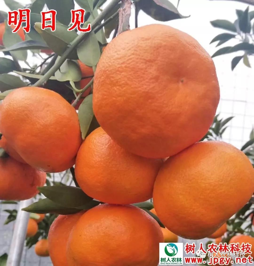 長沙市順世農林科技有限公司,湖(hú)南(nán)柑橘品種銷售,中國(guó)果樹(shù)網,常綠(lǜ)果樹(shù)類哪裡(lǐ)好(hǎo)