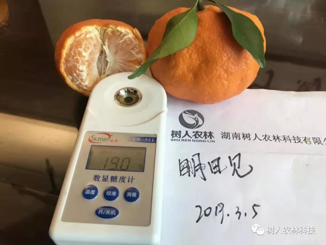 長沙市順世農林科技有限公司,湖(hú)南(nán)柑橘品種銷售,中國(guó)果樹(shù)網,常綠(lǜ)果樹(shù)類哪裡(lǐ)好(hǎo)