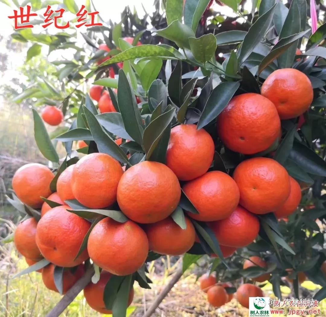 長沙市順世農林科技有限公司,湖(hú)南(nán)柑橘品種銷售,中國(guó)果樹(shù)網,常綠(lǜ)果樹(shù)類哪裡(lǐ)好(hǎo)