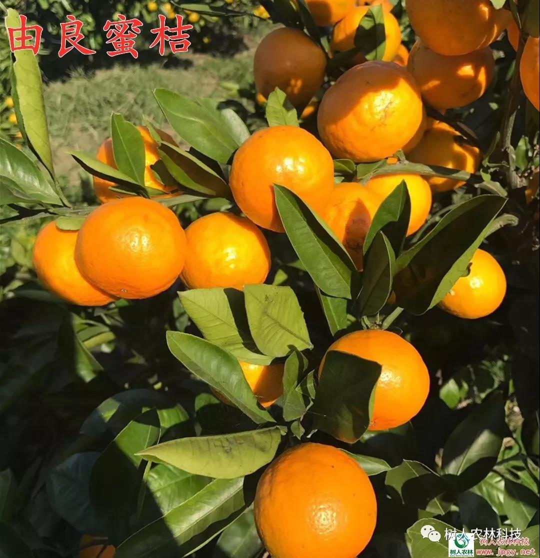 長沙市順世農林科技有限公司,湖(hú)南(nán)柑橘品種銷售,中國(guó)果樹(shù)網,常綠(lǜ)果樹(shù)類哪裡(lǐ)好(hǎo)