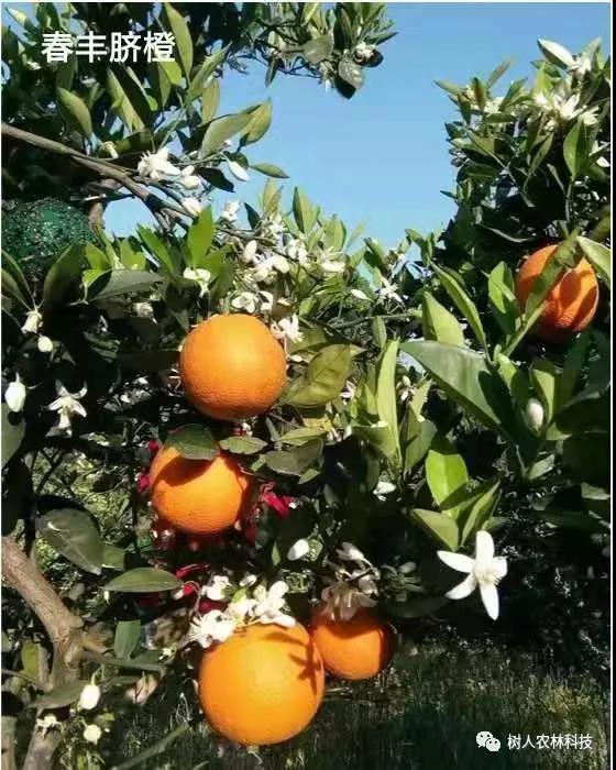 長沙市順世農林科技有限公司,湖(hú)南(nán)柑橘品種銷售,中國(guó)果樹(shù)網,常綠(lǜ)果樹(shù)類哪裡(lǐ)好(hǎo)