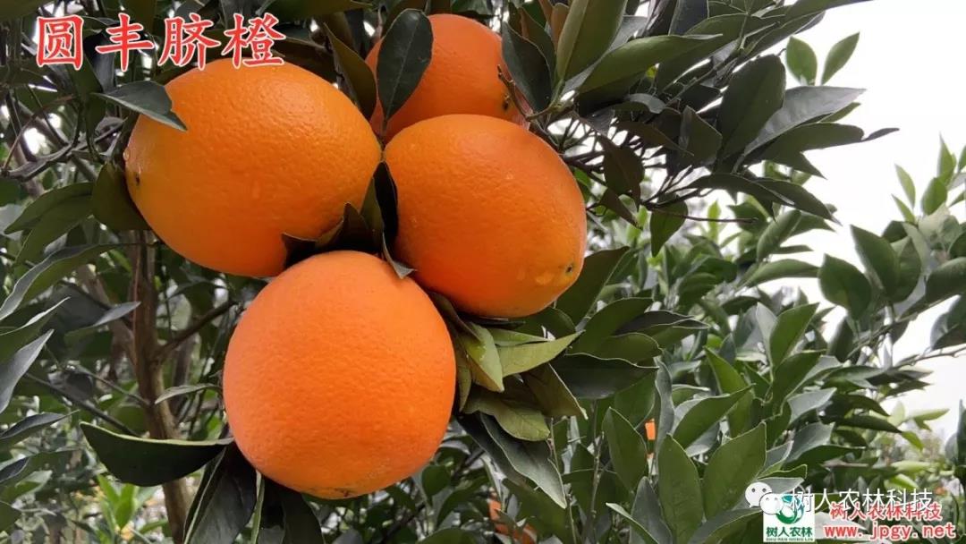 長沙市順世農林科技有限公司,湖(hú)南(nán)柑橘品種銷售,中國(guó)果樹(shù)網,常綠(lǜ)果樹(shù)類哪裡(lǐ)好(hǎo)