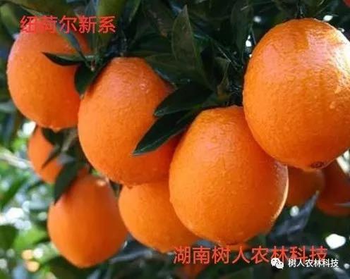 長沙市順世農林科技有限公司,湖(hú)南(nán)柑橘品種銷售,中國(guó)果樹(shù)網,常綠(lǜ)果樹(shù)類哪裡(lǐ)好(hǎo)