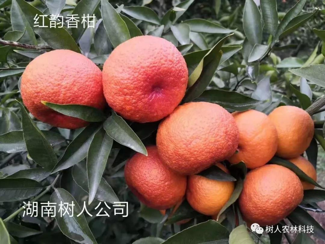長沙市順世農林科技有限公司,湖(hú)南(nán)柑橘品種銷售,中國(guó)果樹(shù)網,常綠(lǜ)果樹(shù)類哪裡(lǐ)好(hǎo)