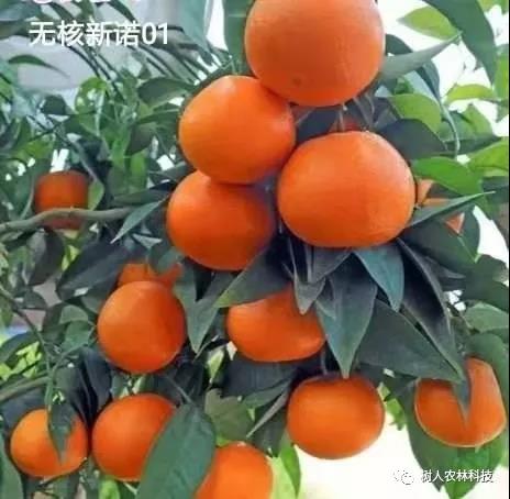 長沙市順世農林科技有限公司,湖(hú)南(nán)柑橘品種銷售,中國(guó)果樹(shù)網,常綠(lǜ)果樹(shù)類哪裡(lǐ)好(hǎo)