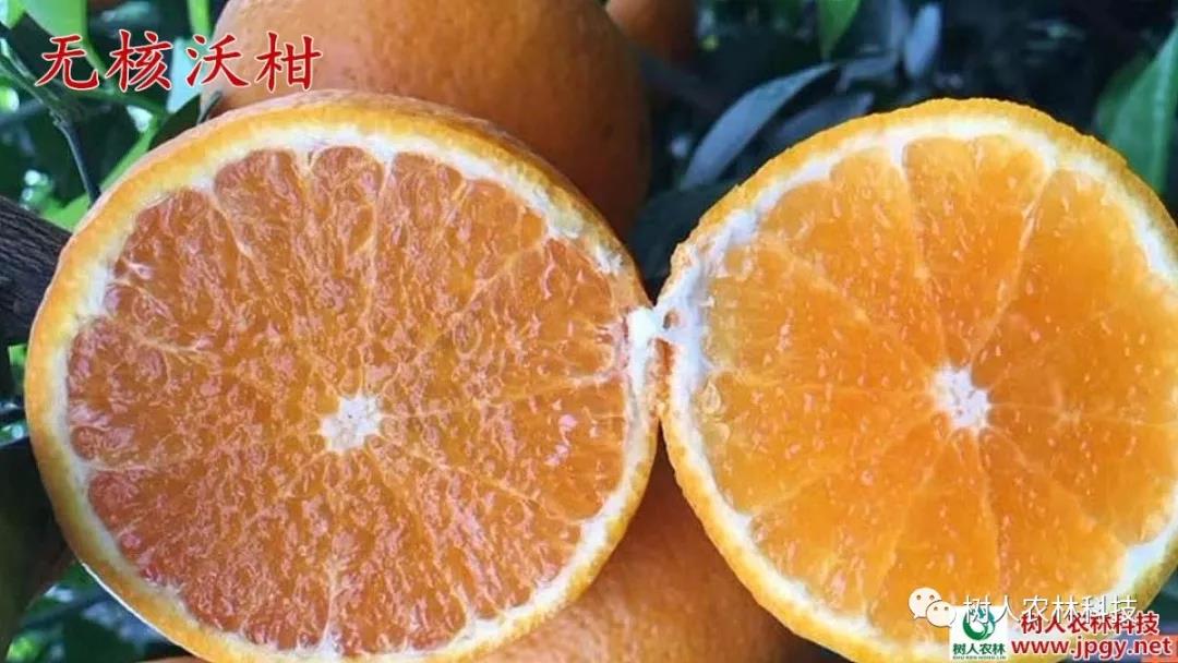 長沙市順世農林科技有限公司,湖(hú)南(nán)柑橘品種銷售,中國(guó)果樹(shù)網,常綠(lǜ)果樹(shù)類哪裡(lǐ)好(hǎo)