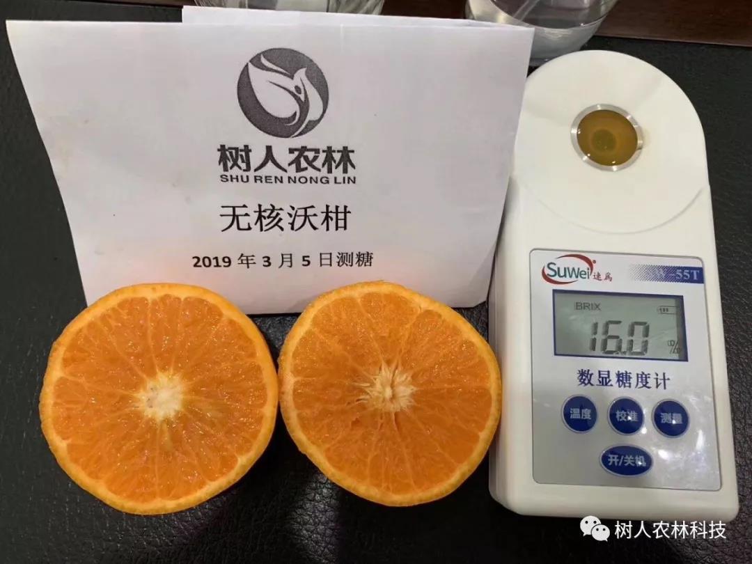 長沙市順世農林科技有限公司,湖(hú)南(nán)柑橘品種銷售,中國(guó)果樹(shù)網,常綠(lǜ)果樹(shù)類哪裡(lǐ)好(hǎo)
