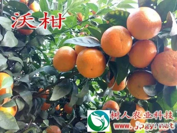 長沙市順世農林科技有限公司,湖(hú)南(nán)柑橘品種銷售,中國(guó)果樹(shù)網,常綠(lǜ)果樹(shù)類哪裡(lǐ)好(hǎo)