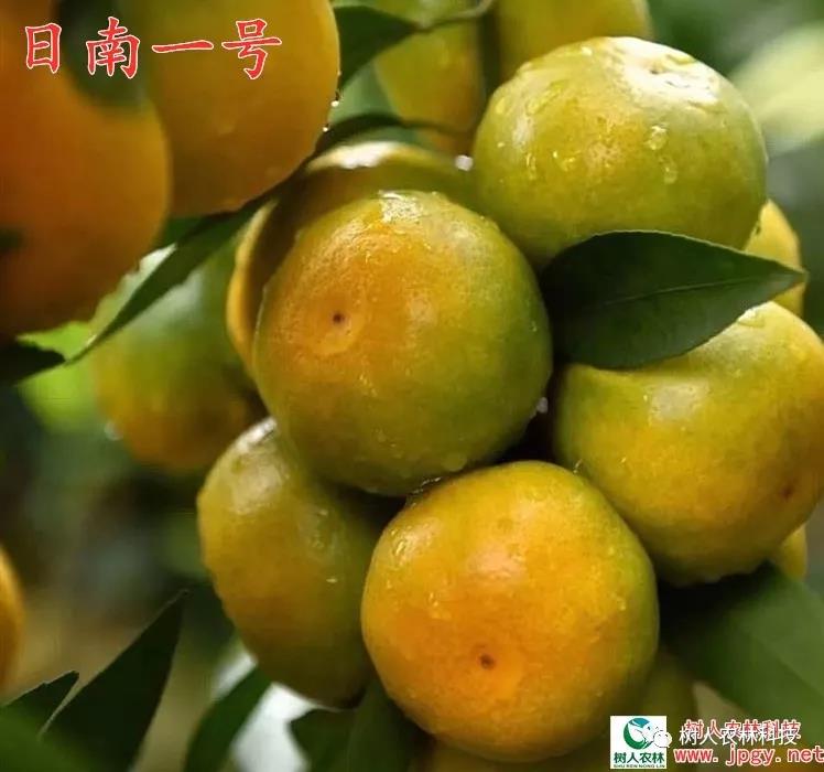 長沙市順世農林科技有限公司,湖(hú)南(nán)柑橘品種銷售,中國(guó)果樹(shù)網,常綠(lǜ)果樹(shù)類哪裡(lǐ)好(hǎo)