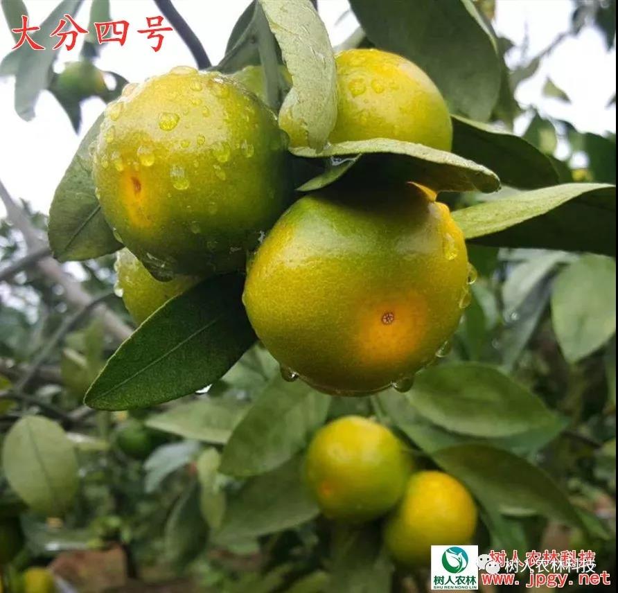 長沙市順世農林科技有限公司,湖(hú)南(nán)柑橘品種銷售,中國(guó)果樹(shù)網,常綠(lǜ)果樹(shù)類哪裡(lǐ)好(hǎo)