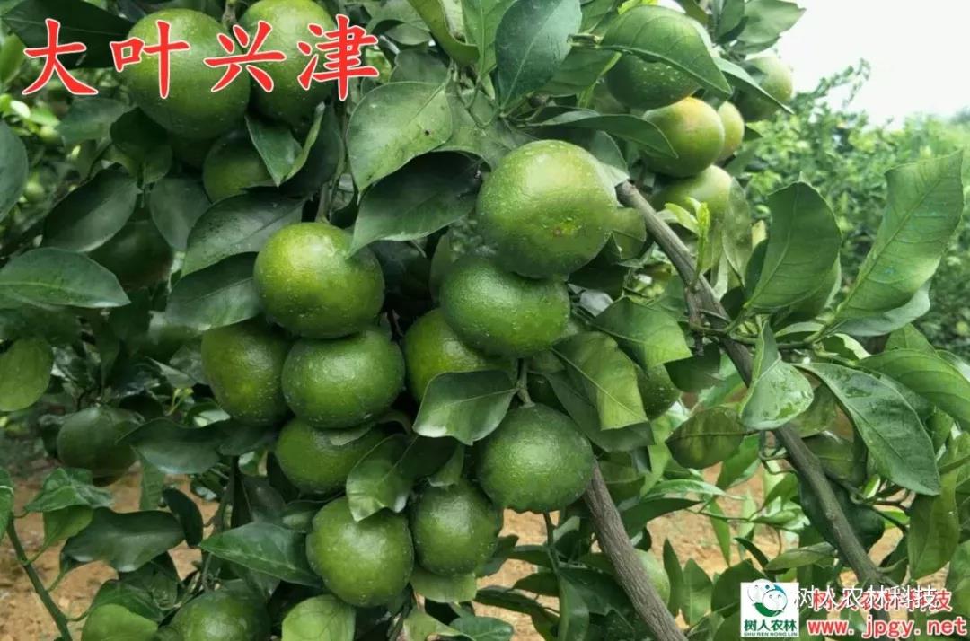 長沙市順世農林科技有限公司,湖(hú)南(nán)柑橘品種銷售,中國(guó)果樹(shù)網,常綠(lǜ)果樹(shù)類哪裡(lǐ)好(hǎo)