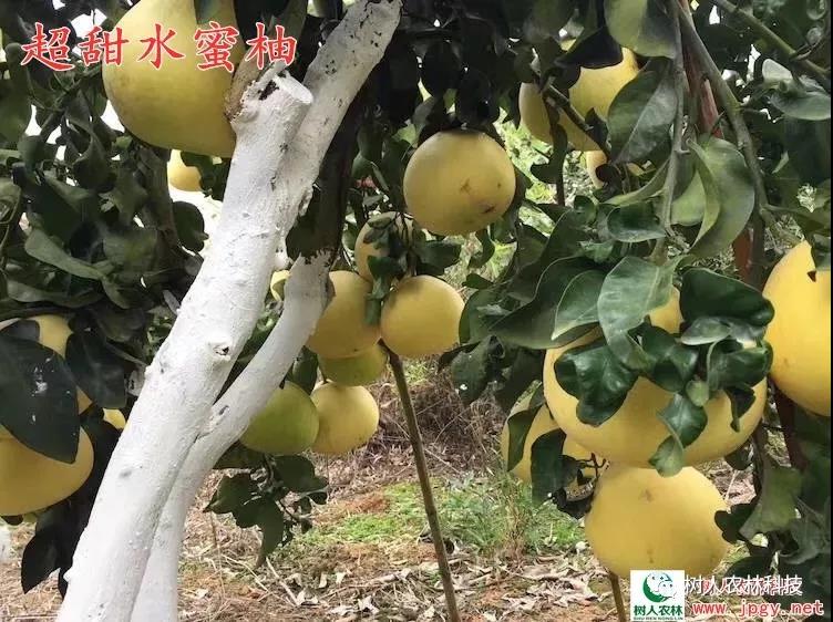長沙市順世農林科技有限公司,湖(hú)南(nán)柑橘品種銷售,中國(guó)果樹(shù)網,常綠(lǜ)果樹(shù)類哪裡(lǐ)好(hǎo)