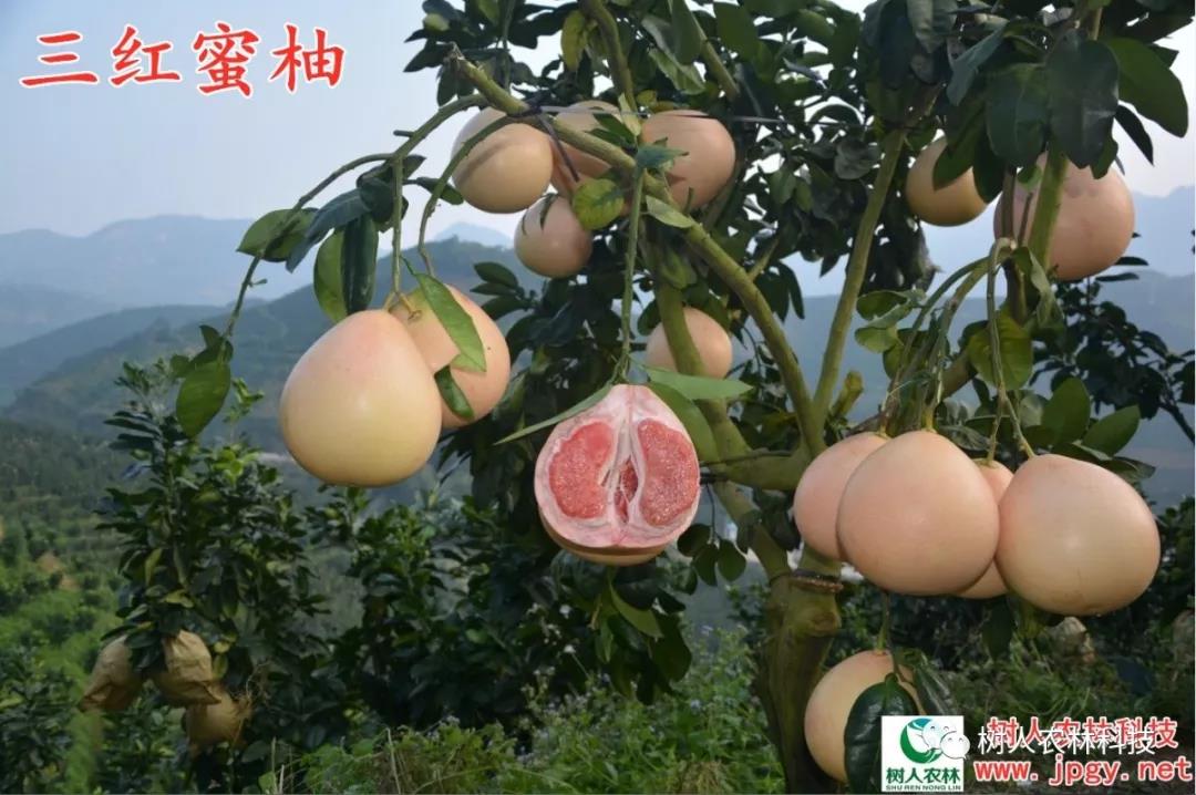 長沙市順世農林科技有限公司,湖(hú)南(nán)柑橘品種銷售,中國(guó)果樹(shù)網,常綠(lǜ)果樹(shù)類哪裡(lǐ)好(hǎo)