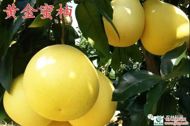 長沙市順世農林科技有限公司,湖(hú)南(nán)柑橘品種銷售,中國(guó)果樹(shù)網,常綠(lǜ)果樹(shù)類哪裡(lǐ)好(hǎo)