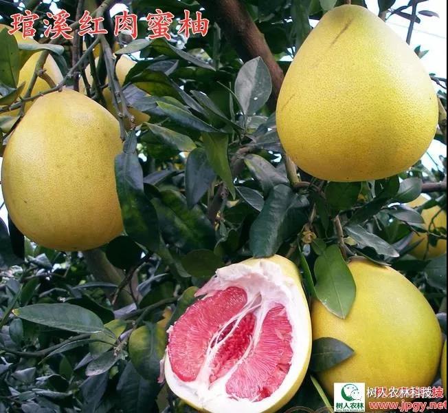 長沙市順世農林科技有限公司,湖(hú)南(nán)柑橘品種銷售,中國(guó)果樹(shù)網,常綠(lǜ)果樹(shù)類哪裡(lǐ)好(hǎo)