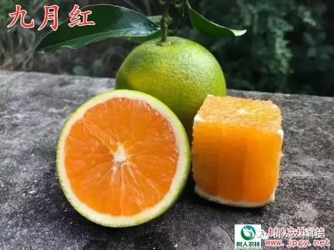 長沙市順世農林科技有限公司,湖(hú)南(nán)柑橘品種銷售,中國(guó)果樹(shù)網,常綠(lǜ)果樹(shù)類哪裡(lǐ)好(hǎo)