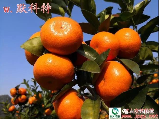 長沙市順世農林科技有限公司,湖(hú)南(nán)柑橘品種銷售,中國(guó)果樹(shù)網,常綠(lǜ)果樹(shù)類哪裡(lǐ)好(hǎo)