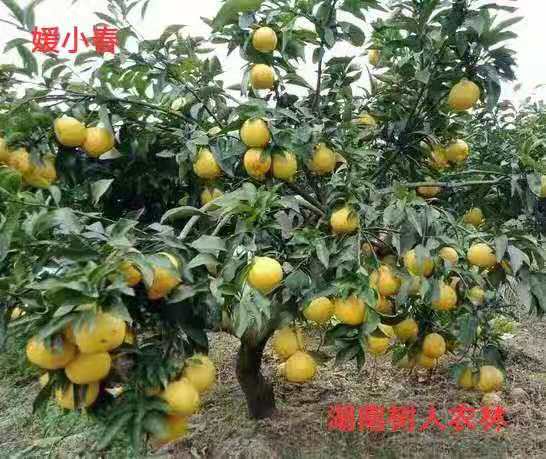 長沙市順世農林科技有限公司,湖(hú)南(nán)柑橘品種銷售,中國(guó)果樹(shù)網,常綠(lǜ)果樹(shù)類哪裡(lǐ)好(hǎo)