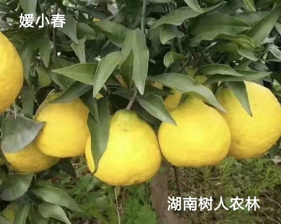 長沙市順世農林科技有限公司,湖(hú)南(nán)柑橘品種銷售,中國(guó)果樹(shù)網,常綠(lǜ)果樹(shù)類哪裡(lǐ)好(hǎo)