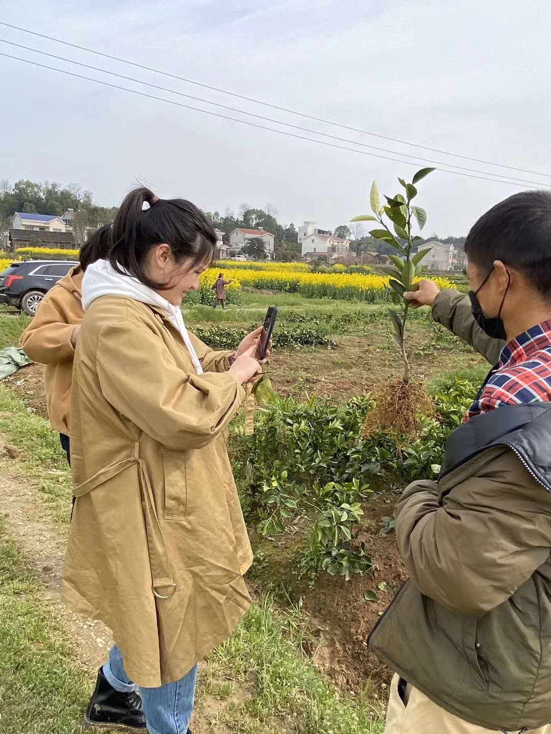 長沙市順世農林科技有限公司,湖(hú)南(nán)柑橘品種銷售,中國(guó)果樹(shù)網,常綠(lǜ)果樹(shù)類哪裡(lǐ)好(hǎo)