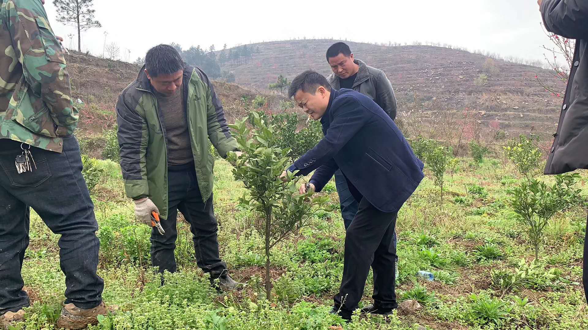 長沙市順世農林科技有限公司,湖(hú)南(nán)柑橘品種銷售,中國(guó)果樹(shù)網,常綠(lǜ)果樹(shù)類哪裡(lǐ)好(hǎo)
