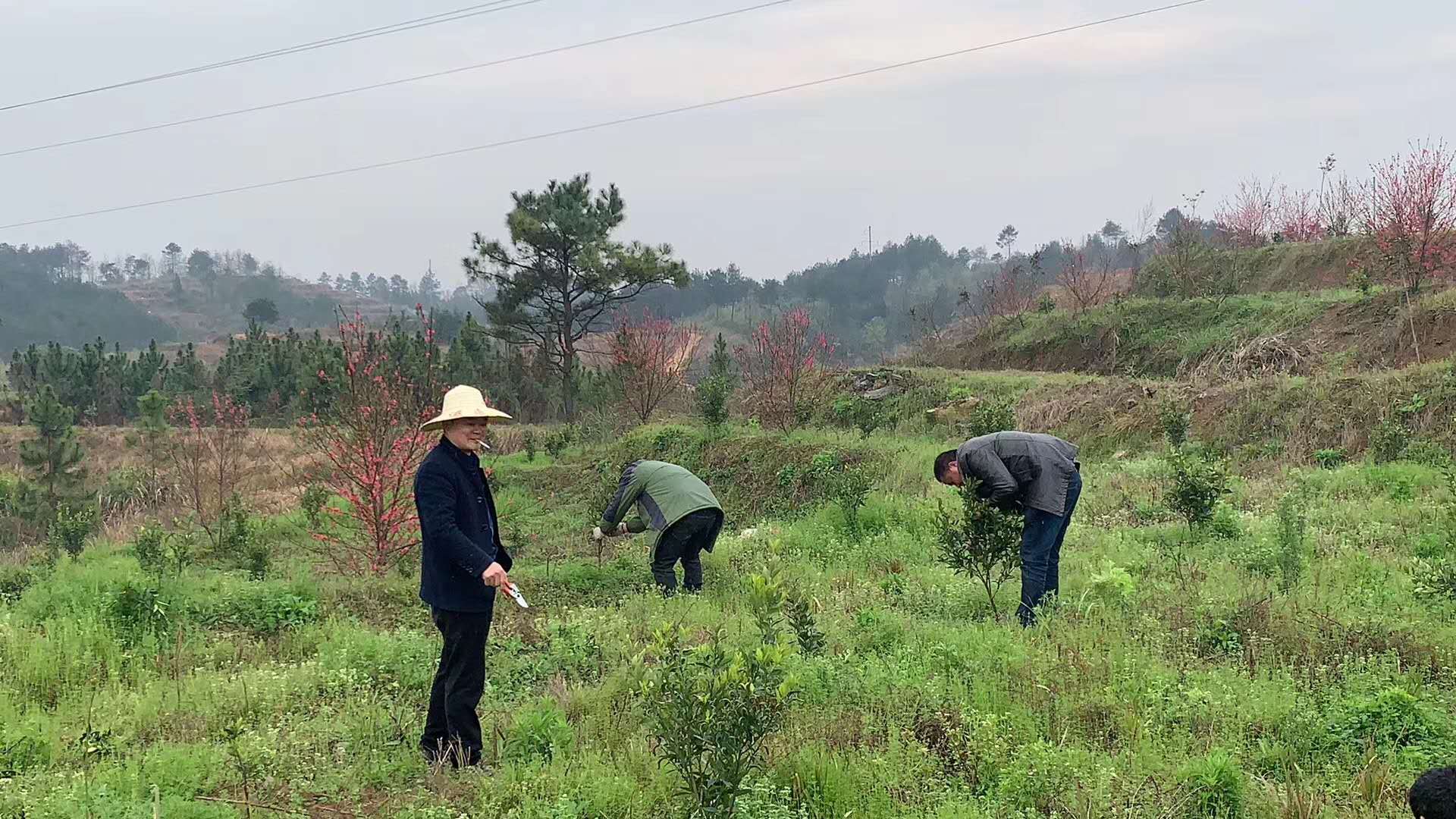 長沙市順世農林科技有限公司,湖(hú)南(nán)柑橘品種銷售,中國(guó)果樹(shù)網,常綠(lǜ)果樹(shù)類哪裡(lǐ)好(hǎo)