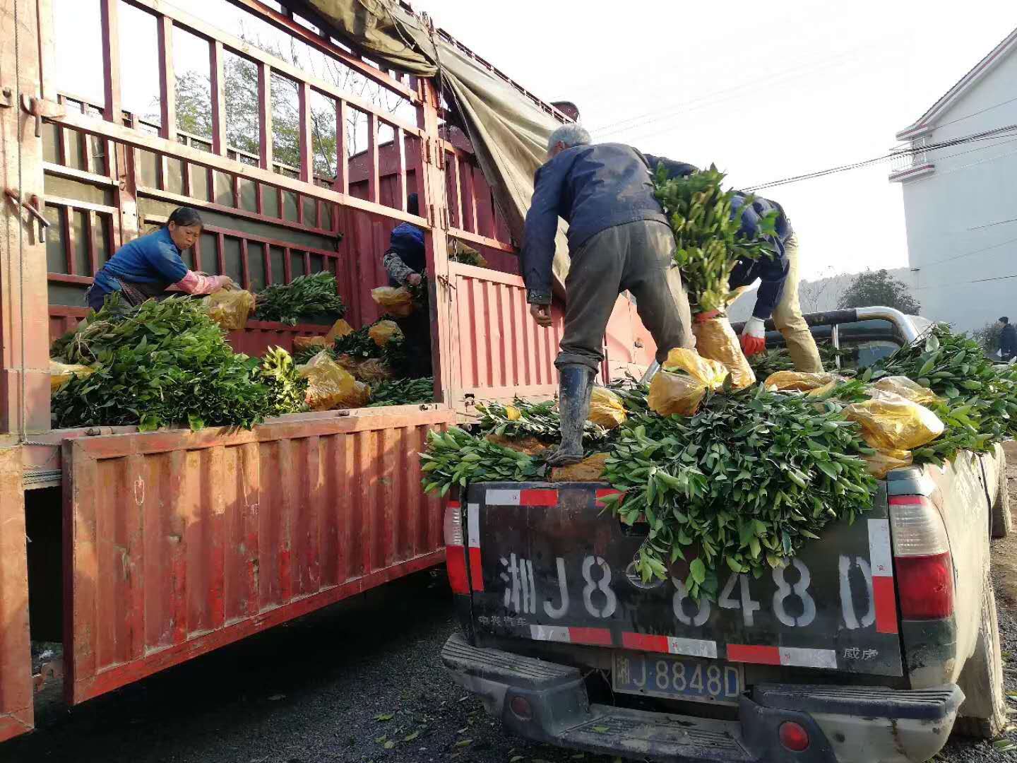 長沙市順世農林科技有限公司,湖(hú)南(nán)柑橘品種銷售,中國(guó)果樹(shù)網,常綠(lǜ)果樹(shù)類哪裡(lǐ)好(hǎo)