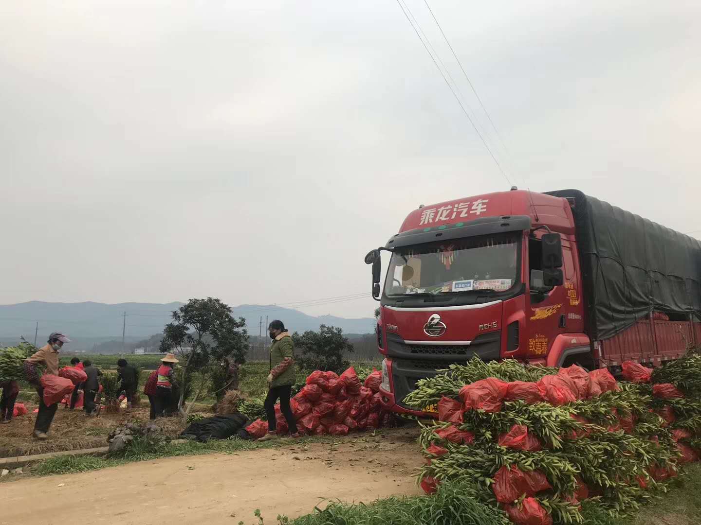 長沙市順世農林科技有限公司,湖(hú)南(nán)柑橘品種銷售,中國(guó)果樹(shù)網,常綠(lǜ)果樹(shù)類哪裡(lǐ)好(hǎo)