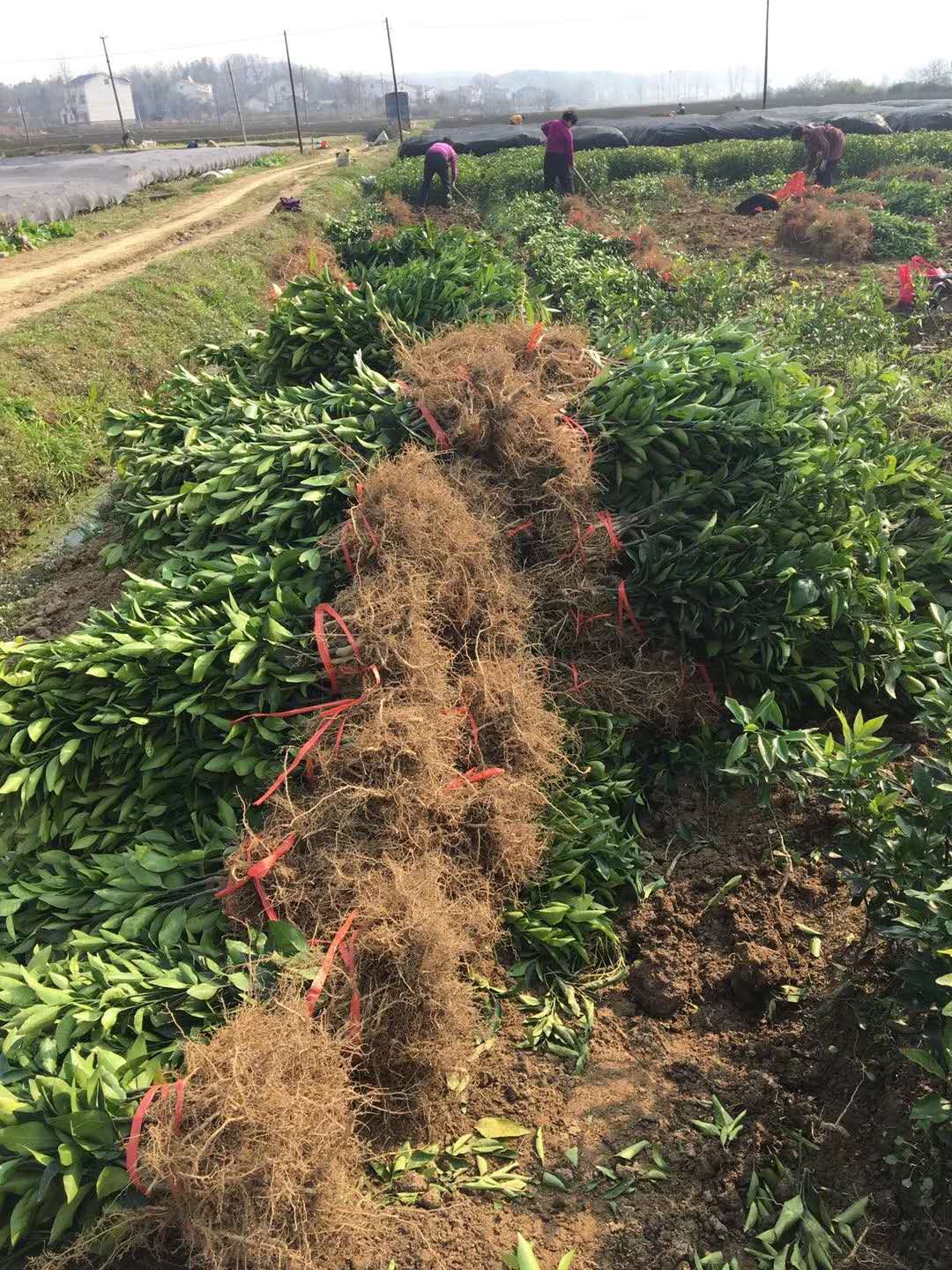長沙市順世農林科技有限公司,湖(hú)南(nán)柑橘品種銷售,中國(guó)果樹(shù)網,常綠(lǜ)果樹(shù)類哪裡(lǐ)好(hǎo)