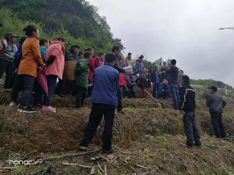 長沙市順世農林科技有限公司,湖(hú)南(nán)柑橘品種銷售,中國(guó)果樹(shù)網,常綠(lǜ)果樹(shù)類哪裡(lǐ)好(hǎo)