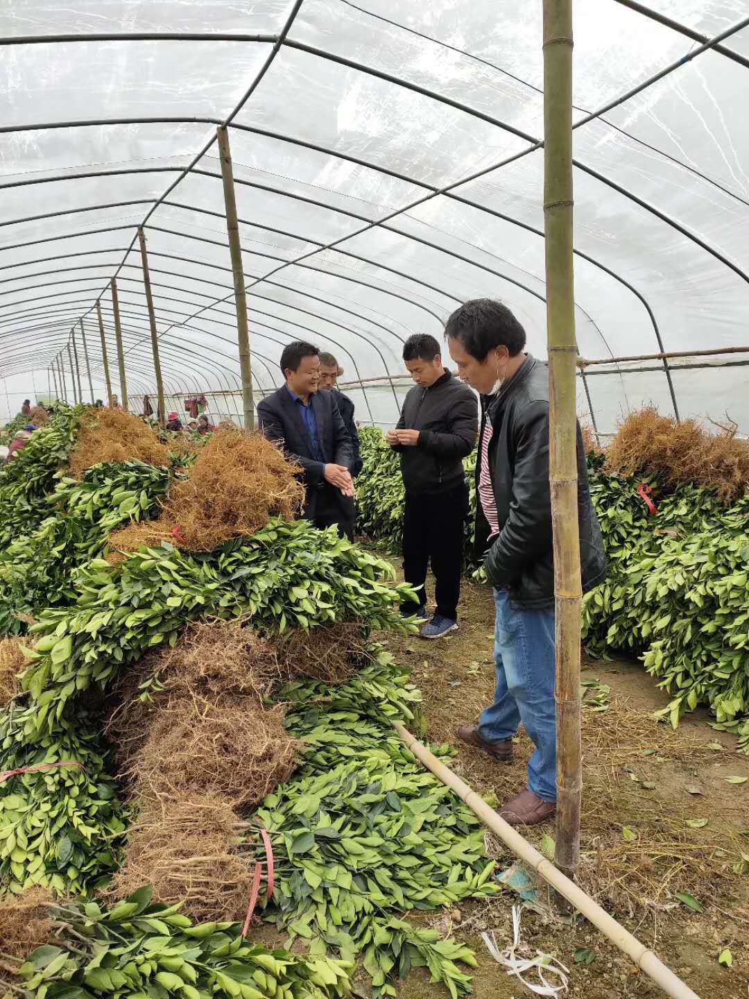 長沙市順世農林科技有限公司,湖(hú)南(nán)柑橘品種銷售,中國(guó)果樹(shù)網,常綠(lǜ)果樹(shù)類哪裡(lǐ)好(hǎo)