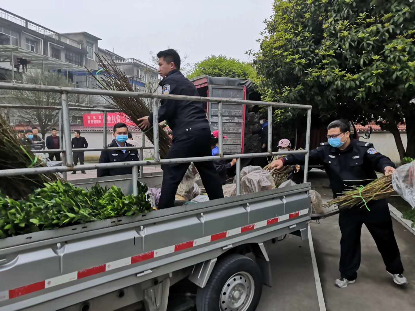 長沙市順世農林科技有限公司,湖(hú)南(nán)柑橘品種銷售,中國(guó)果樹(shù)網,常綠(lǜ)果樹(shù)類哪裡(lǐ)好(hǎo)