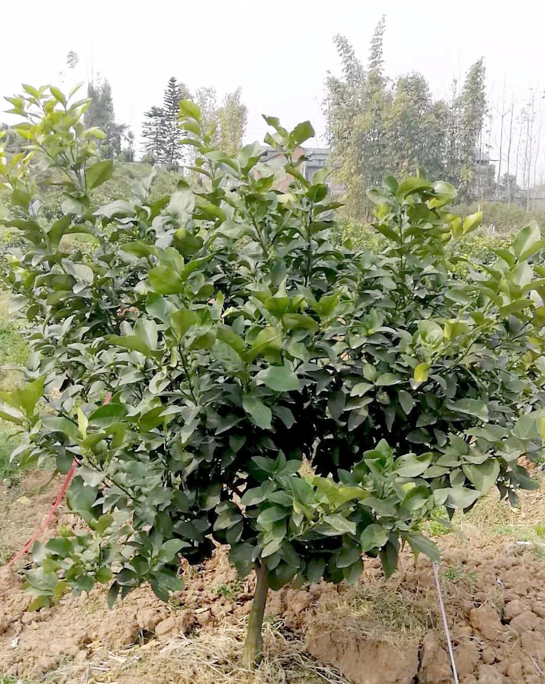 特種栽培技(jì)術(shù)