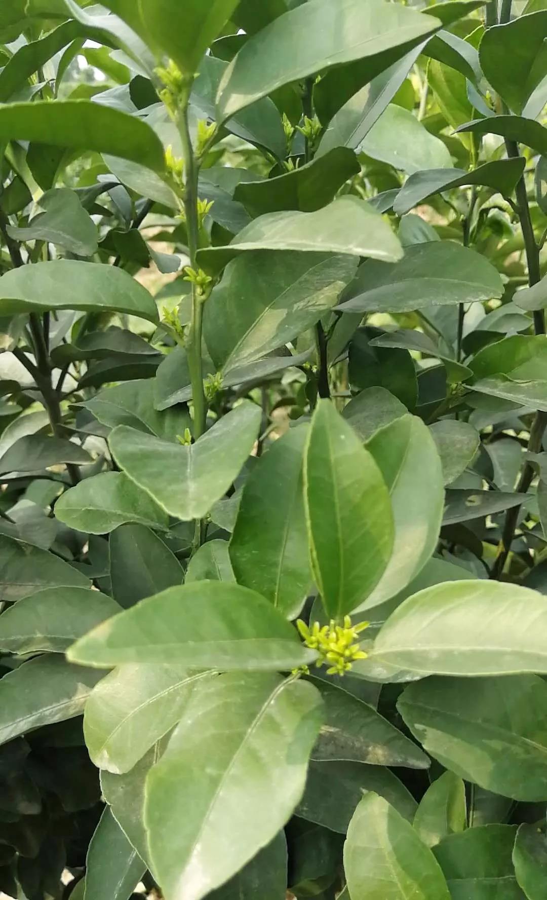 特種栽培技(jì)術(shù)