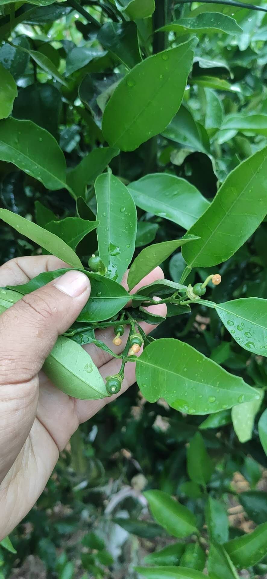 柑橘5月(yuè)核心管理(lǐ)技(jì)術(shù)