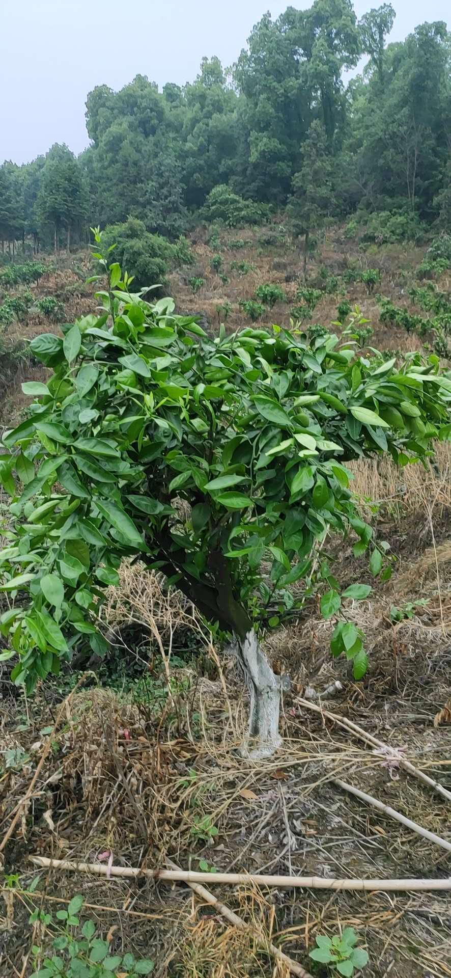 長沙市順世農林科技有限公司,湖(hú)南(nán)柑橘品種銷售,中國(guó)果樹(shù)網,常綠(lǜ)果樹(shù)類哪裡(lǐ)好(hǎo)