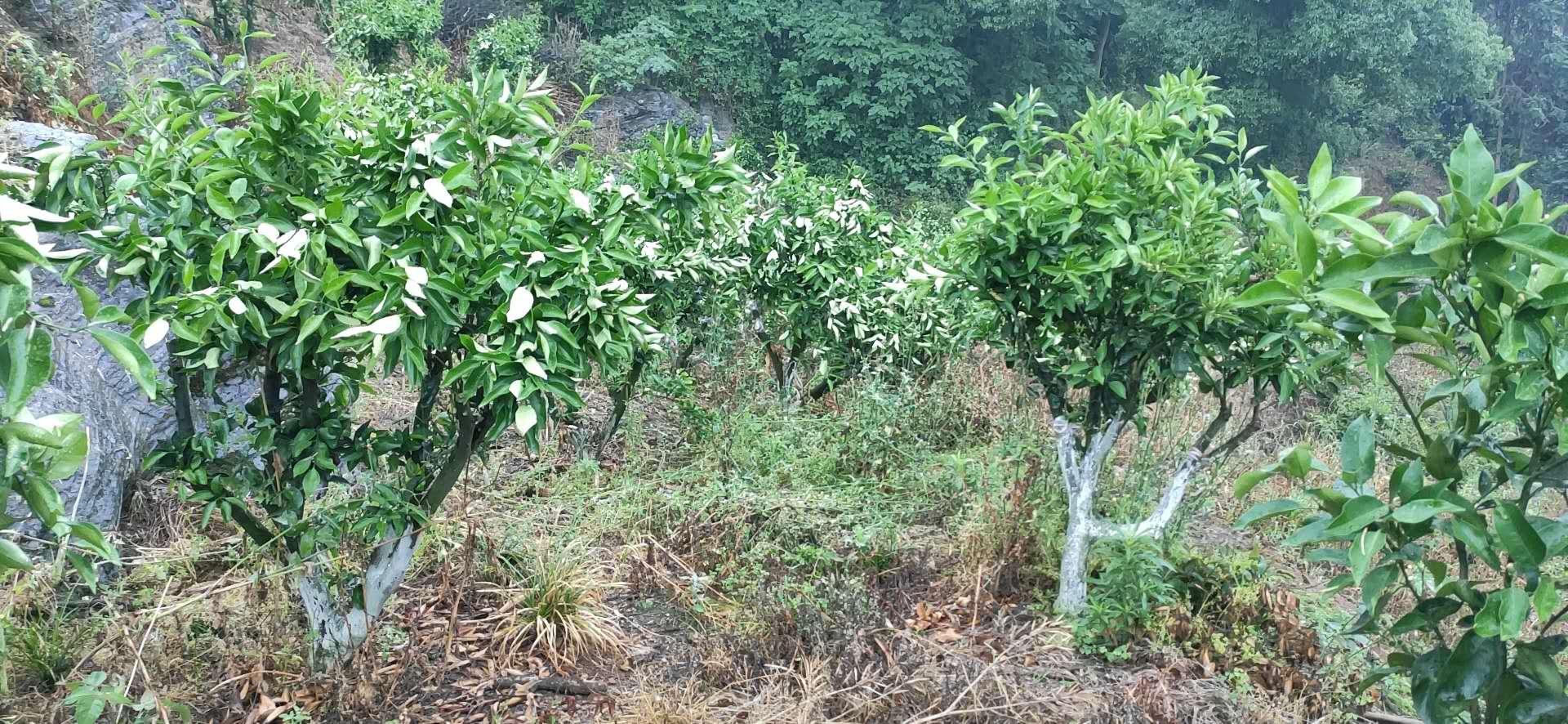 長沙市順世農林科技有限公司,湖(hú)南(nán)柑橘品種銷售,中國(guó)果樹(shù)網,常綠(lǜ)果樹(shù)類哪裡(lǐ)好(hǎo)