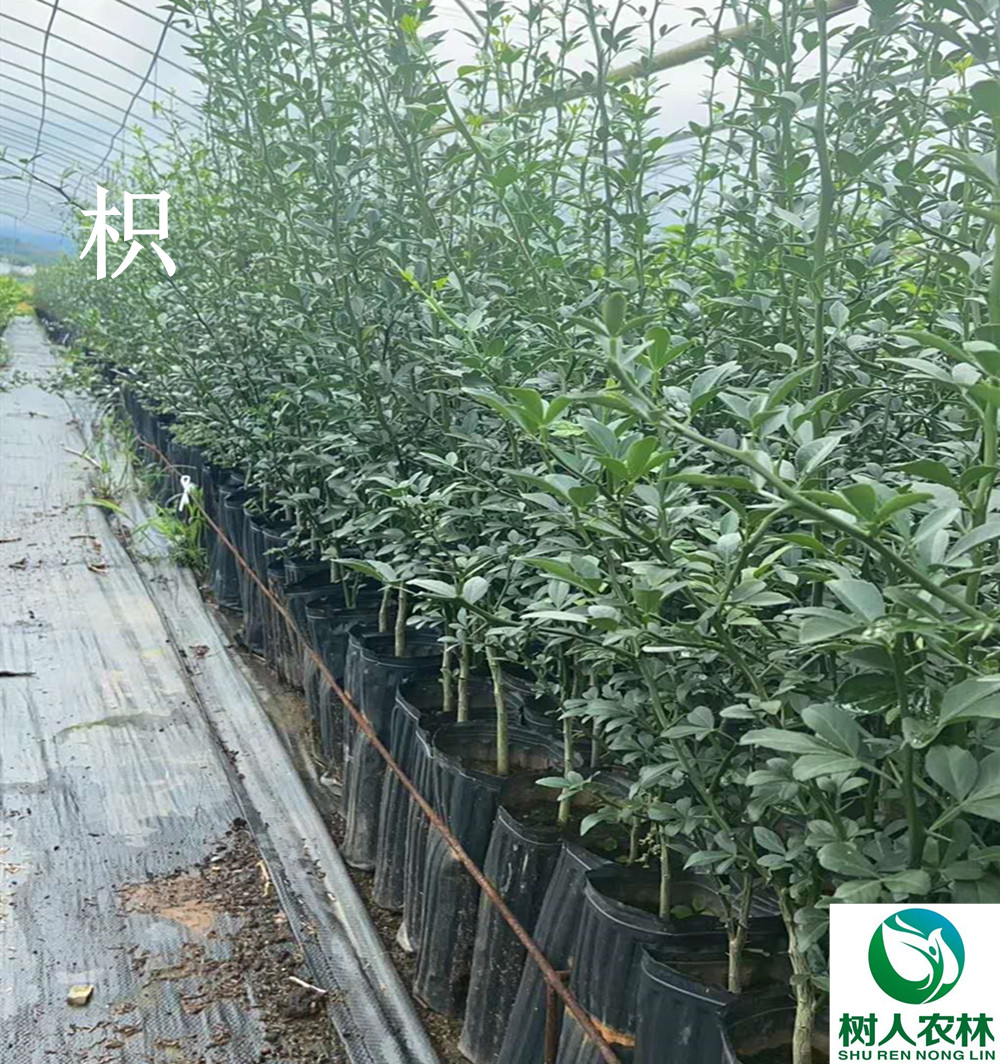 長沙市順世農林科技有限公司,湖(hú)南(nán)柑橘品種銷售,中國(guó)果樹(shù)網,常綠(lǜ)果樹(shù)類哪裡(lǐ)好(hǎo)