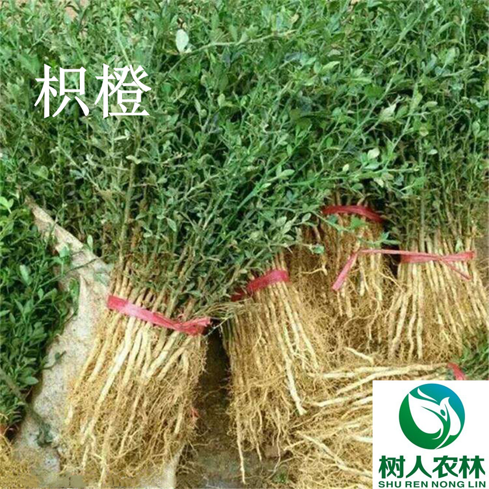 長沙市順世農林科技有限公司,湖(hú)南(nán)柑橘品種銷售,中國(guó)果樹(shù)網,常綠(lǜ)果樹(shù)類哪裡(lǐ)好(hǎo)