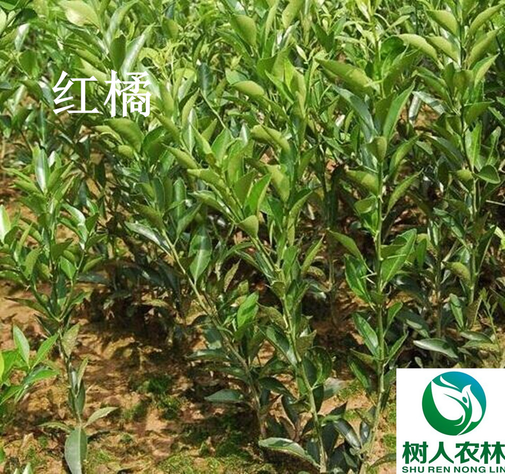 長沙市順世農林科技有限公司,湖(hú)南(nán)柑橘品種銷售,中國(guó)果樹(shù)網,常綠(lǜ)果樹(shù)類哪裡(lǐ)好(hǎo)