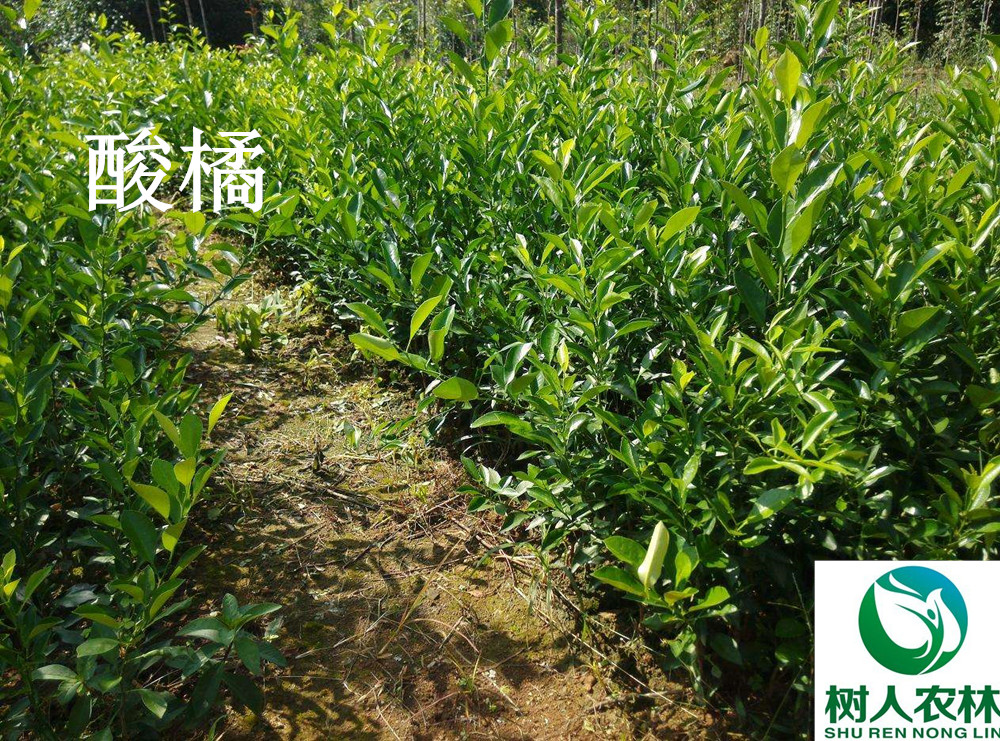長沙市順世農林科技有限公司,湖(hú)南(nán)柑橘品種銷售,中國(guó)果樹(shù)網,常綠(lǜ)果樹(shù)類哪裡(lǐ)好(hǎo)