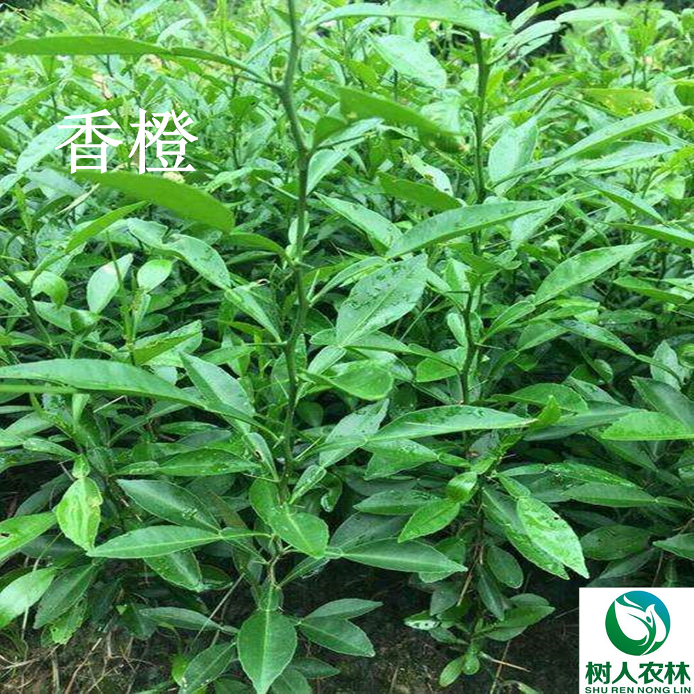 長沙市順世農林科技有限公司,湖(hú)南(nán)柑橘品種銷售,中國(guó)果樹(shù)網,常綠(lǜ)果樹(shù)類哪裡(lǐ)好(hǎo)