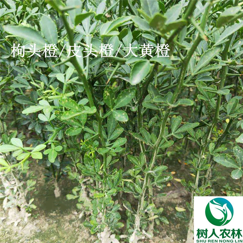 長沙市順世農林科技有限公司,湖(hú)南(nán)柑橘品種銷售,中國(guó)果樹(shù)網,常綠(lǜ)果樹(shù)類哪裡(lǐ)好(hǎo)