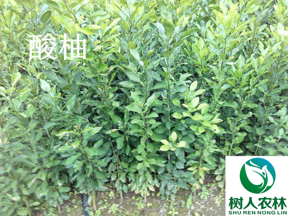 長沙市順世農林科技有限公司,湖(hú)南(nán)柑橘品種銷售,中國(guó)果樹(shù)網,常綠(lǜ)果樹(shù)類哪裡(lǐ)好(hǎo)