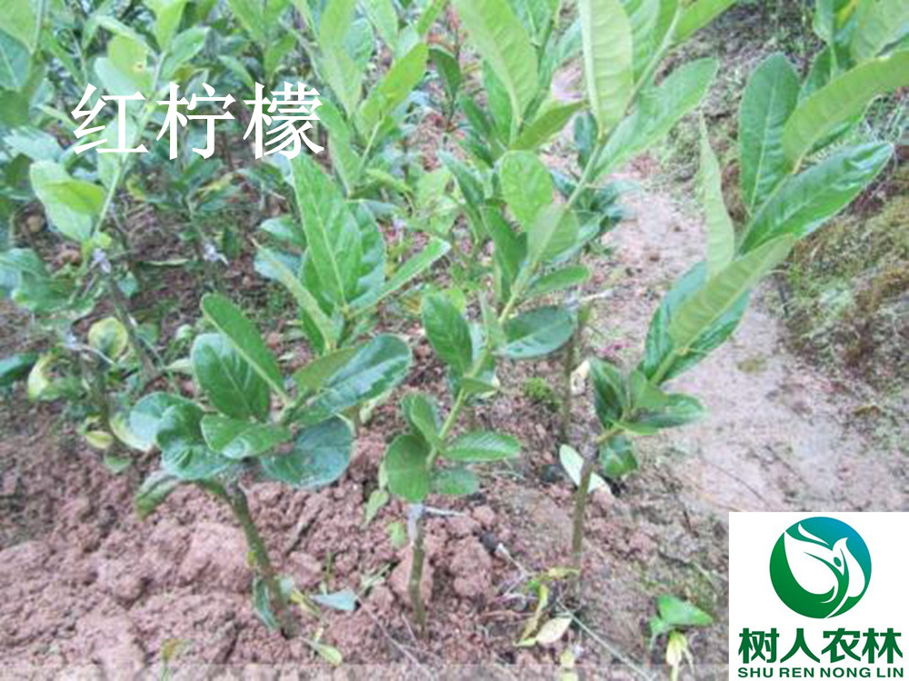 長沙市順世農林科技有限公司,湖(hú)南(nán)柑橘品種銷售,中國(guó)果樹(shù)網,常綠(lǜ)果樹(shù)類哪裡(lǐ)好(hǎo)